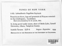 Image of Laboulbenia flagellata